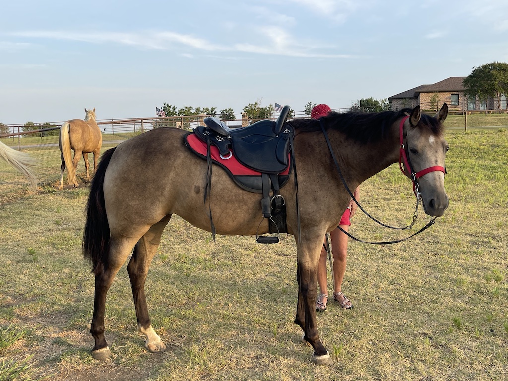Twinkie_Horse